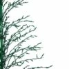 Cheap ๐ Northlight 6' Prelit Artificial ๐ Christmas Tree White Lighted Cascade Twig Outdoor Decoration - Green Lights ๐ 1 Cheap ๐ Northlight 6' Prelit Artificial ๐ Christmas Tree White Lighted Cascade Twig Outdoor Decoration - Green Lights ๐ -Outdoor Lighting Store unnamed file 1018