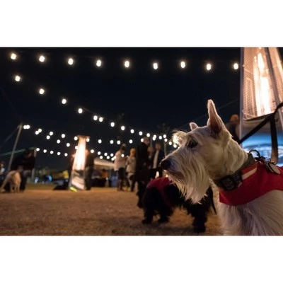 Best Pirce ❤️ 12ct Seasons Wi-Fi Classic Café Outdoor String Lights - Black Wire - Enbrighten 😀 5 Best Pirce ❤️ 12ct Seasons Wi-Fi Classic Café Outdoor String Lights - Black Wire - Enbrighten 😀 - Image 3